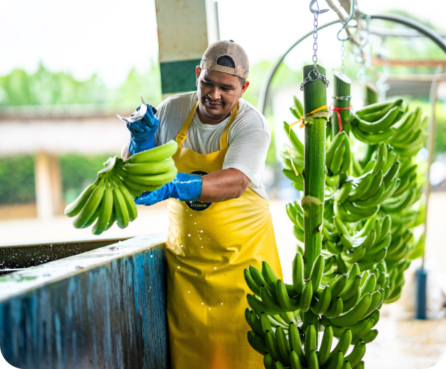 ecuadorian production